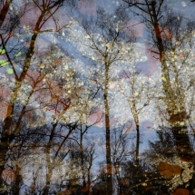 Trees reflected on a stream