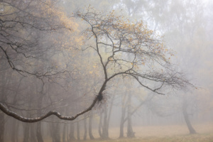 1.º Classificado: Nuno Henriques