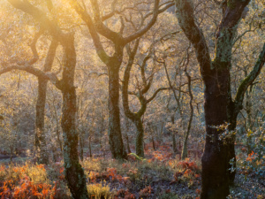 1.º Classificado: Davide Gonçalves