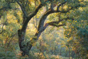 Menção Honrosa: Ângelo Jesus