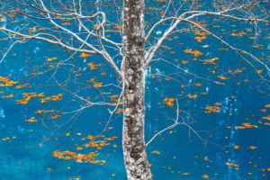 1.º Classificado: Johannes Kowalewski