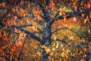 2.º Classificado: Francisco Crusat