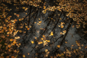 Menção Honrosa: Artur Ferrão